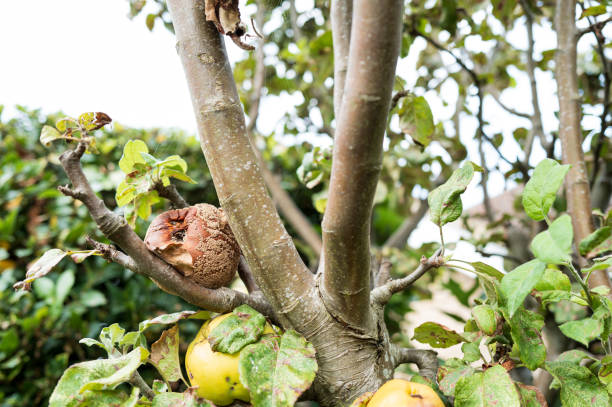 Rotten and decaying apple having fallen from the fruit tree, seen laying on a branch in late summer in a private British garden.
