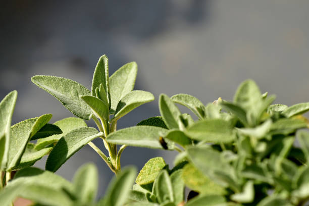 sage, medicinal plant with leaves