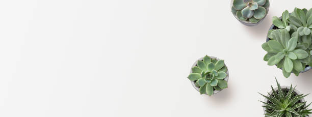 istock minimalist background with various succulents on a white desk, top view, copyspace 2168591960