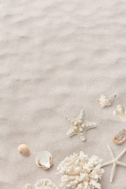 istock beach / sea or vacation  themed background with beautiful shells, corals and starfish on pure white sand, portrait format - summer concept 2168592999