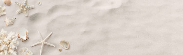 beach / sea themed banner or header with beautiful shells, corals and starfish on pure white sand - summer concept