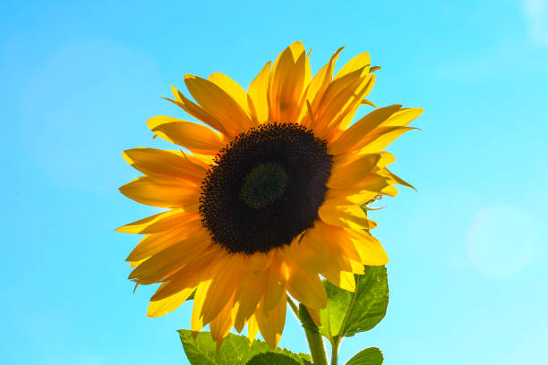 Agricultural field with yellow sunflowers against the sky with clouds.Sunflower field.Gold sunset. Sunflower closeup.Agrarian industry. Photo of cultivation land.flowers image