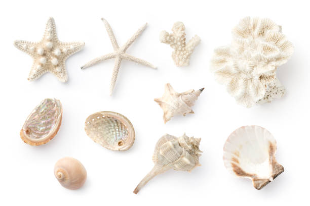 variety of sea shells, starfish and corals isolated over a white background, cut out ocean design elements, top view, flat lay various white sea shells, such as Abalone and clam, starfish and corals isolated over a white background, isolated cut out ocean, summer and vacations design elements, close-up, top view, flat lay collection clam stock pictures, royalty-free photos & images