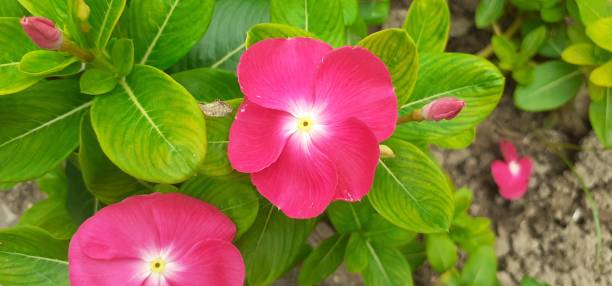 istock Light Red Madagascar Periwinkle Flower Full Blooming on Gree Leaves Background 2168596179