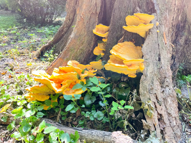 istock Beautiful yellow mushrooms on an old tree stump in the forest. 2168596956