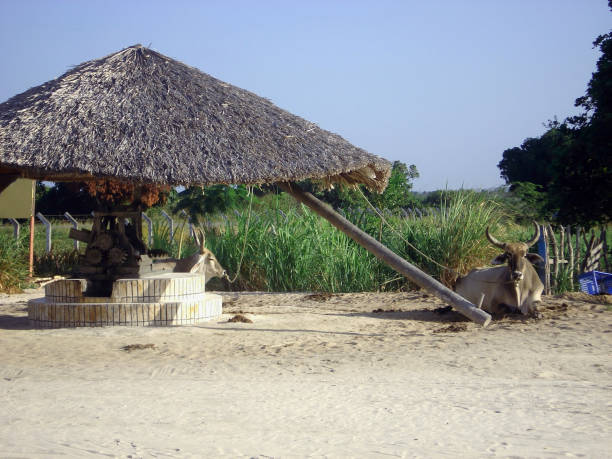 istock Old sugar cane mill powered by oxen 2168597105