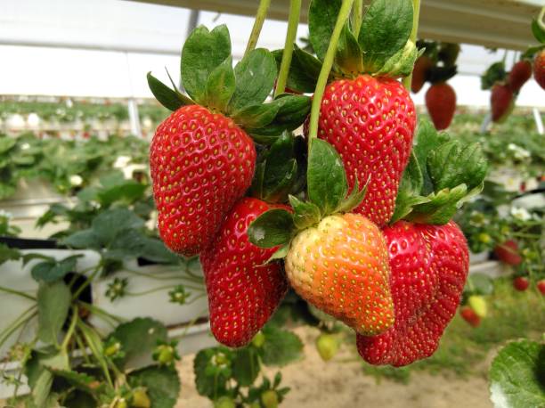istock Strawberry in Greenhouse 2168597311