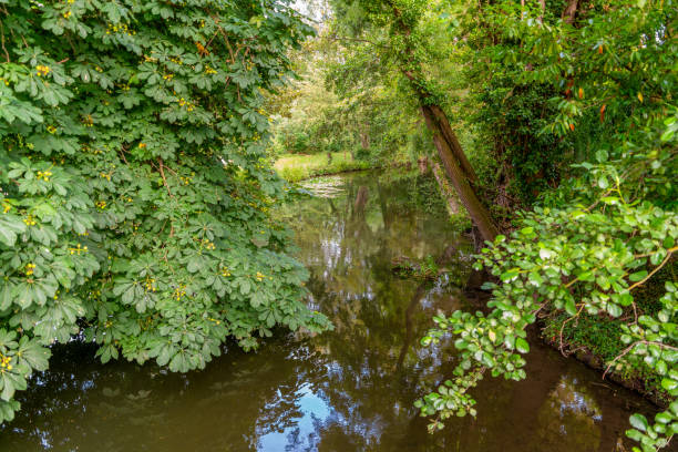 istock Hortillonages in Amiens 2168597991