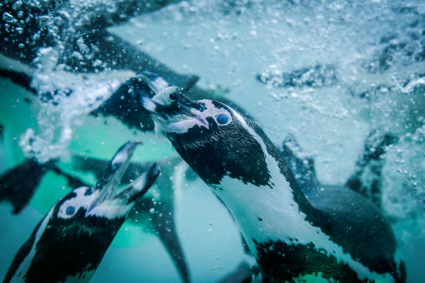 istock A group of Humboldt Penguins feeding underwater 2168598119