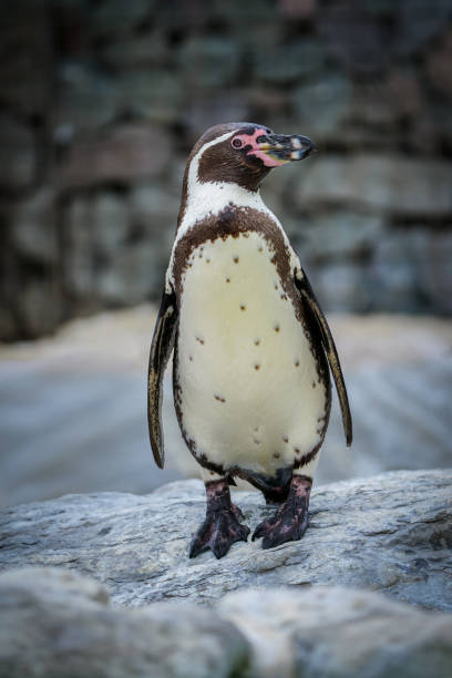 istock A single Humboldt Penguin standing on a rock looking right 2168598142