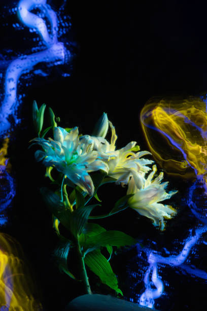 istock beautiful blue lily on dark background 2168600766