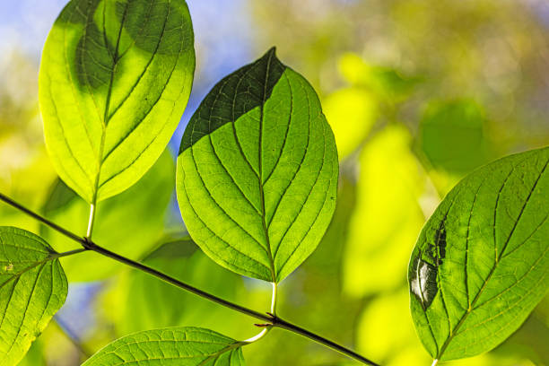 Close-up of a green leaf in direct sunlight during the day