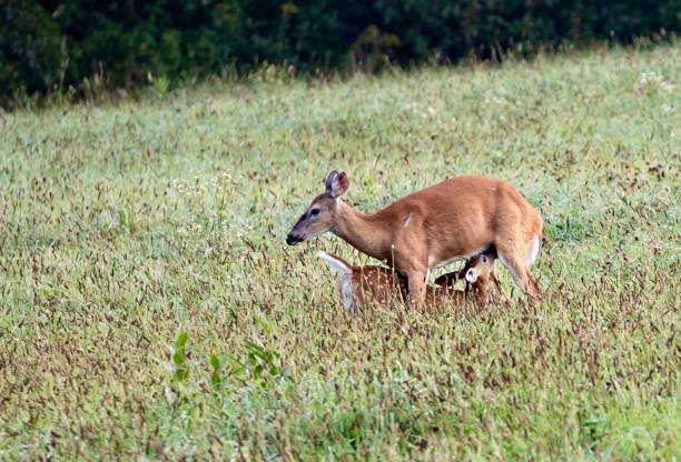 istock Doe Nursing her Fawn in a Field 2168601962