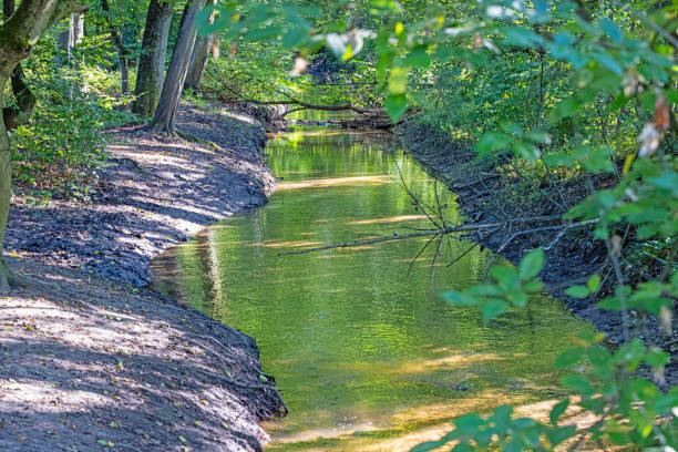 Image of a natural stream in a dense German forest in daylight