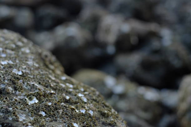 Close-up of a seashell in the sand at the beach. With copy space. Shot with a 35-mm full-frame 61MP Sony A7R IV.