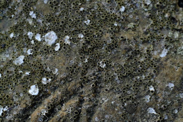 istock Close-Up of Barnacles on Rocky Surface: Intricate Marine Life Textures and Patterns in Coastal Habitat 2168602264