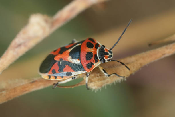 istock Closeup on a colorfull bright red and white European Eurydema ornata shieldbug, crawling on a twig 2168602422