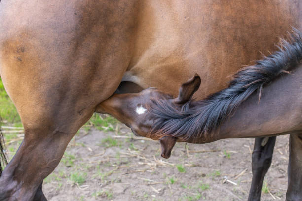 stallion