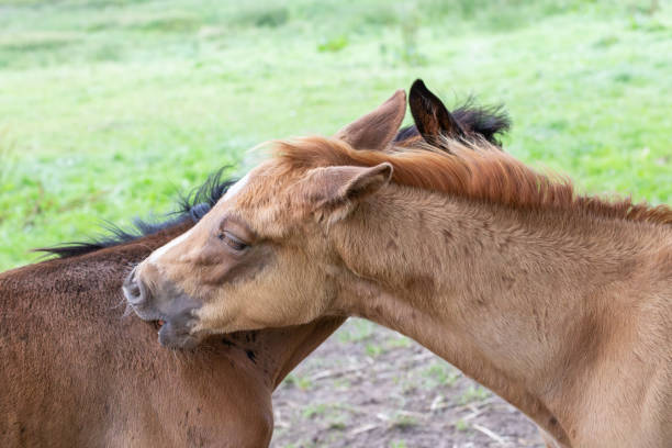 istock Pferde auf der Weide, Stute und Fohlen 2168604987