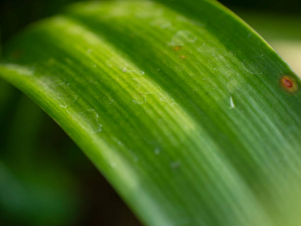 istock Photo of green leaves with clearly visible leaf texture 2168605784