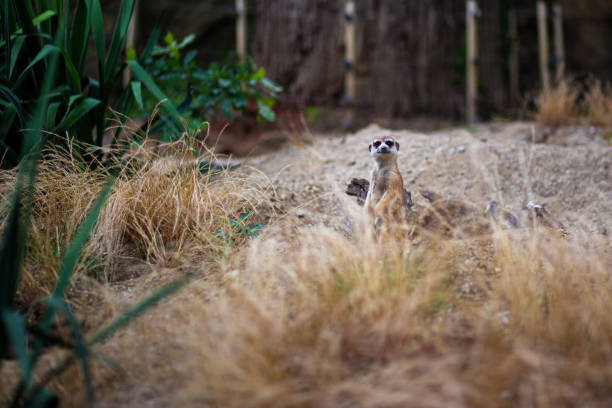 Meerkat or suricate sitting on the ground in a zoo