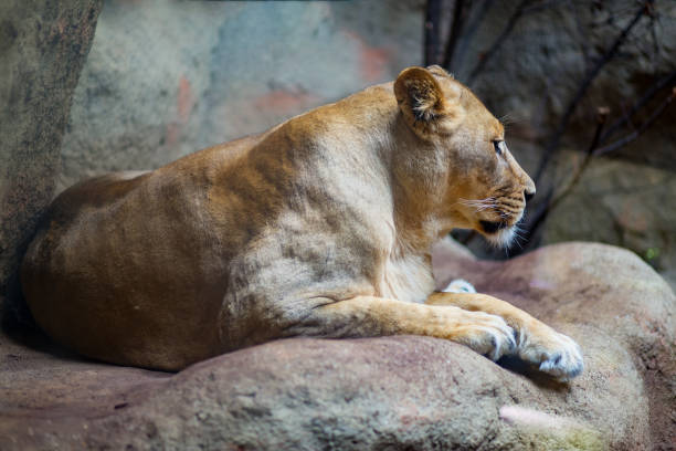 istock Lioness laying in the den 2168608222