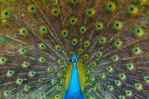 Indian peafowl (Pavo cristatus), also known as the blue peafowl.