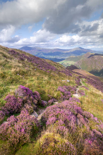 istock Heather lined footpath along a fell in the English Lake District in August 2168610313