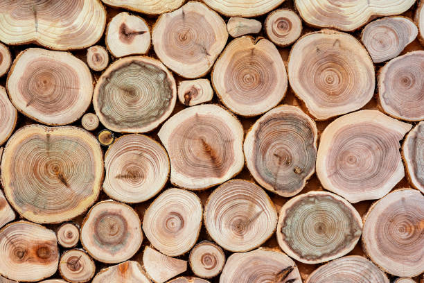 The pattern and texture of the sliced tree trunk rings.