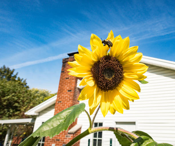 A busy bumblebee buzzing past a bright yellow sunflower blossom on a bright, sunny suburban day in western New York State.