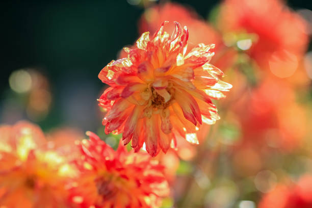 istock Autumn blooming plant Dahlia 2168617411