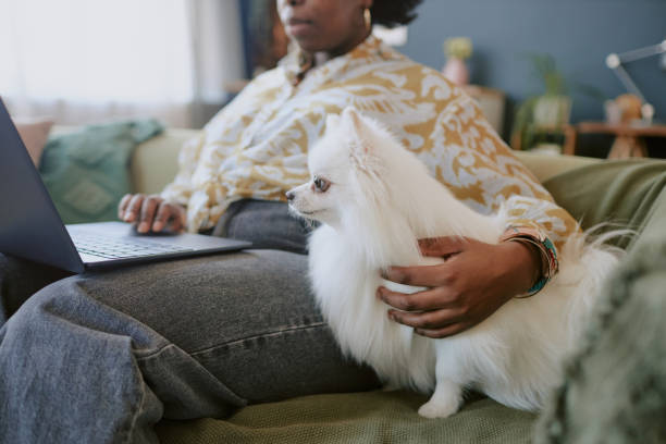 istock Working from Home with White Pomeranian on Sofa 2168617476