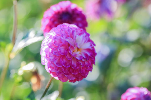 Dahlia is a member of the Compositae (also called Asteraceae) family of dicotyledonous plants, blooming in the autumn