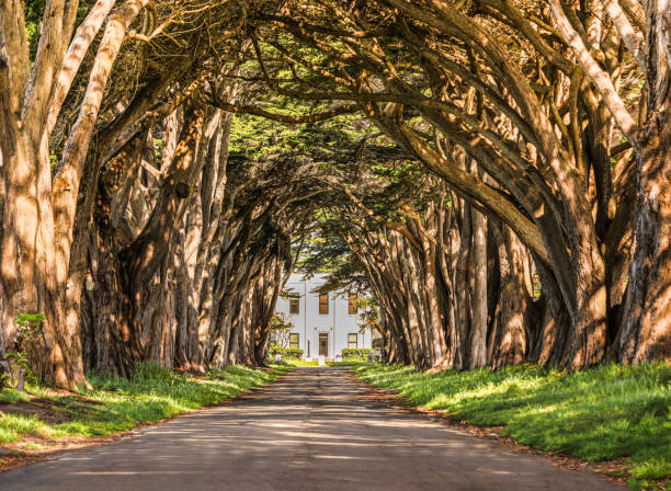 Around Point Reyes, close to San Francisco, I captured this scenic tunnel of cypress trees leading to the historic KPH, a historic radio station.