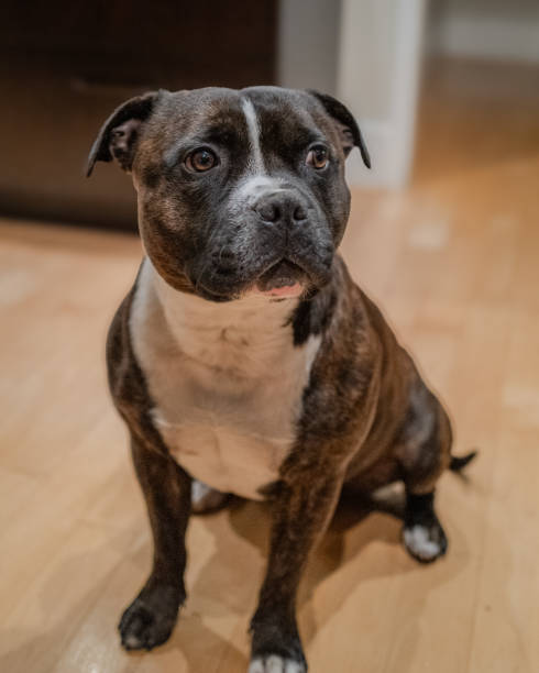 istock staffordshire bull terrier, brindle 2168620022
