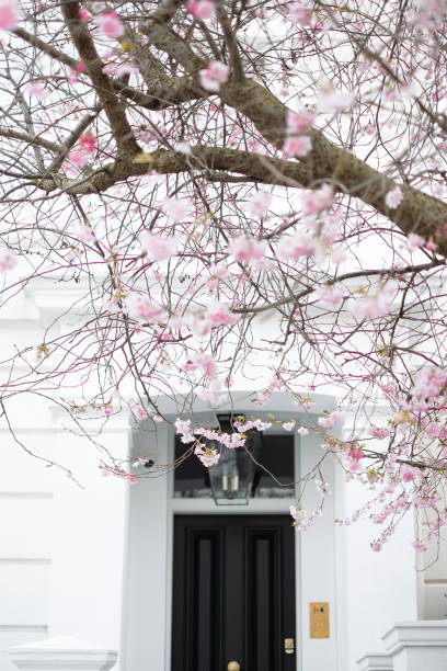 istock Pink blossom in London 2168621034