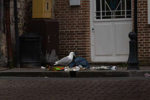 A seagull is standing on a sidewalk next to a trash can. The trash can is full of garbage, including a pile of clothes. The scene is messy and unappealing