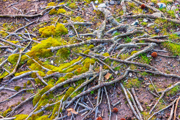 Close-up of tree roots and moss-covered ground in a forest.