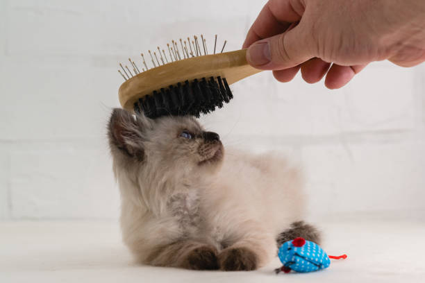 istock A hand with a brush combs small fluffy kitten of point color 2168623088