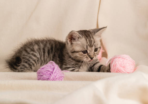 A small striped gray kitten is playing with balls of purple woolen threads on the sofa