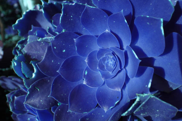istock succulents in a series 2168628311