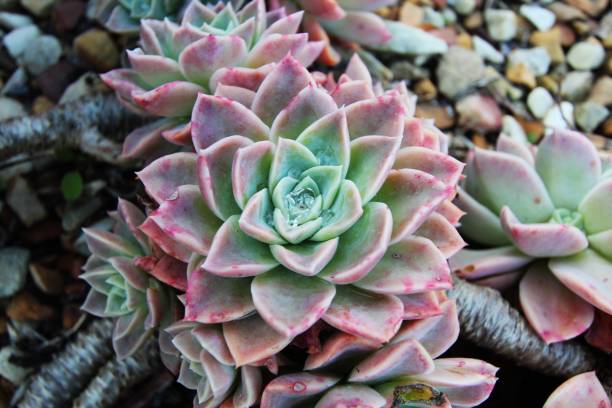 istock succulents in a series 2168628348