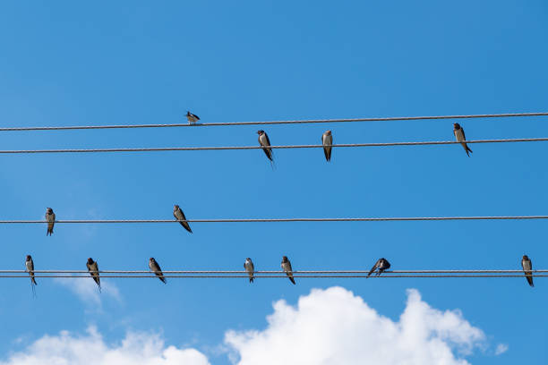 Swallows sit on wires against the blue sky. Birds in nature.