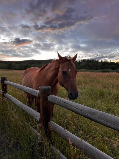 istock Horse with Sunset behind 2168629791