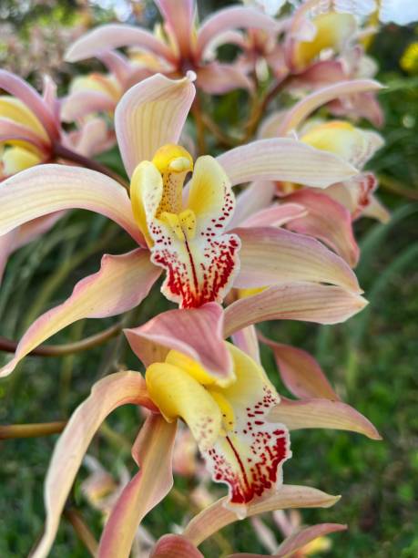 istock Close up orchid flowers in blooming 2168631077