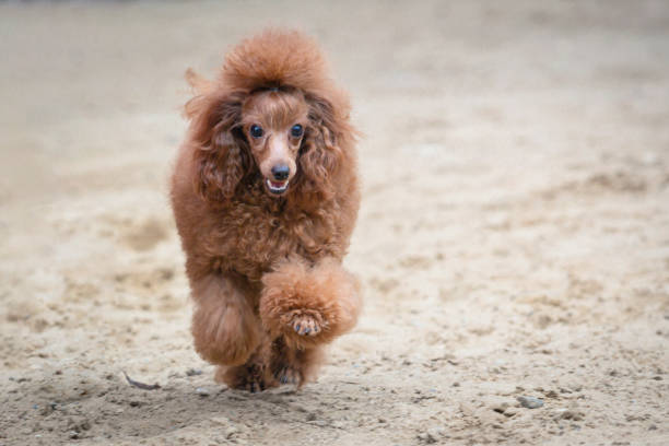 istock A beautiful poodle runs around the field in the summer on a walk 2168632175