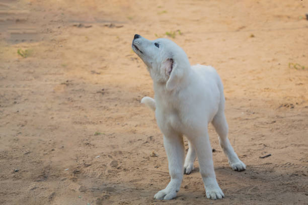 The Maremmano-Abruzzi Shepherd is an Italian breed of livestock guard dogs.