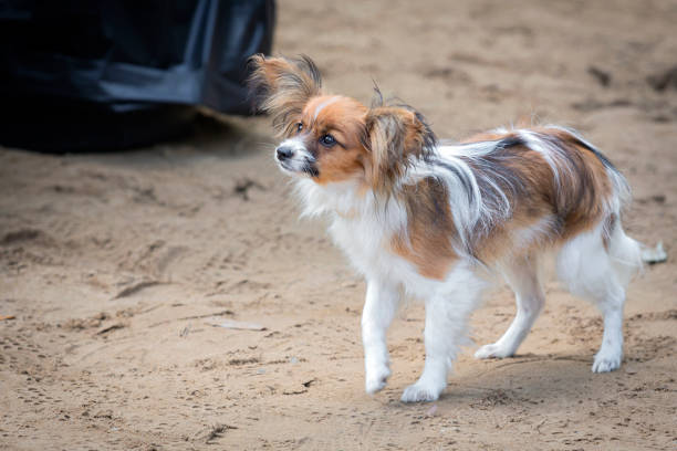 The Papillon, also called the Continental Toy Spaniel, is a breed of spaniel-type dog.