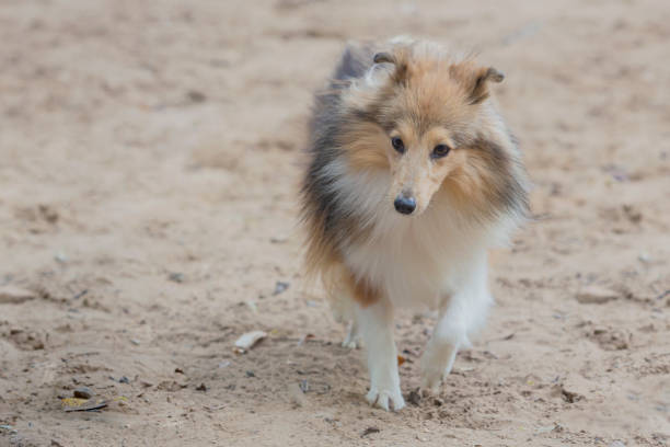 Shetland sheepdog puppy sitting on a yellow background looking at the camera