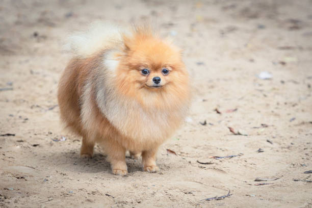 Funny fluffy Pomeranian puppy of red and white color close-up on a background of greenery